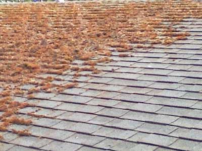 roof repair and cleaning